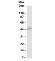 Western blot testing of K562 lysate with TIAR antibody at 2ug/ml. Predicted molecular weight: ~43kDa.