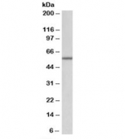 Western blot testing of mouse kidney lysate with ALDH6A1 antibody at 0.1ug/ml. Predicted molecular weight: ~58 kDa.