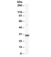 Western blot testing of human lung lysate with DDAH2 antibody at 0.1ug/ml. Predicted molecular weight: ~29 kDa.