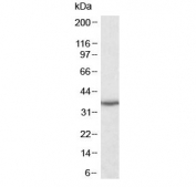 Western blot testing of human kidney lysate with DDAH1 antibody at 0.1ug/ml. Predicted molecular weight: ~31 kDa.
