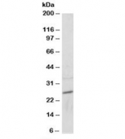 Western blot testing of mouse heart lysate at 2ug/ml. Predicted molecular weight: ~25kDa.