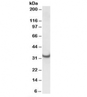 Western blot testing of rat heart lysate with ATP5C1 antibody at 0.01ug/ml. Predicted/observed molecular weight: ~33kDa.