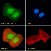 Immunofluorescent staining of fixed and permeabilized human U-2 OS cells with KLF8 antibody (green) at 10ug/ml, Phalloidin (red) and DAPI nuclear stain (blue).
