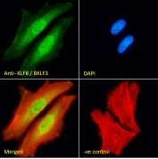 Immunofluorescent staining of fixed and permeabilized human HeLa cells with KLF8 antibody (green) at 10ug/ml, Phalloidin (red) and DAPI nuclear stain (blue).