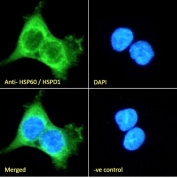 IF/ICC staining of fixed and permeabilized human A431 cells with HSP60 antibody (green) at 10ug/ml and DAPI nuclear stain (blue).