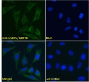 IF/ICC testing of fixed and permeabilized human HeLa cells with GRP78 antibody (green) at 5ug/ml and DAPI nuclear stain (blue).