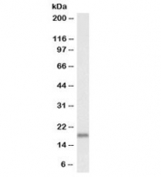 Western blot testing of mouse fetal brain lysate with biotinylated Pleiotrophin antibody at 0.1ug/ml. Predicted molecular weight ~19 kDa.