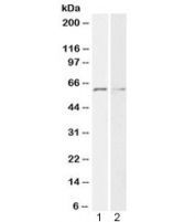 Western blot testing of human 1) HeLa and 2) K562 cell lysate with Glypican-1 antibody at 2ug/ml. Predicted molecular weight: ~62 kDa.