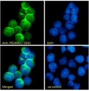 Immunofluorescent staining of fixed and permeabilized human Jurkat cells with CD31 antibody (green) at 10ug/ml and DAPI nuclear stain (blue).
