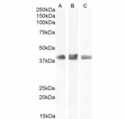 Western blot testing of human A) MCF7, 2) HEK293 and C) nuclear fraction MCF7 cell lysate with SOX2 antibody. Predicted molecular weight ~34 kDa.