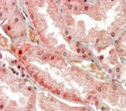 IHC staining of FFPE human kidney tissue with Polycystin 1 antibody. Required HIER: steamed antigen retrieval with pH6 citrate buffer; AP-staining.