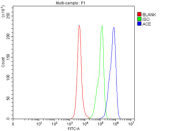 Flow cytometry testing of fixed mouse RAW264.7 cells with Ace antibody at 1ug/million cells (blocked with goat sera); Red=cells alone, Green=isotype control, Blue= Ace antibody.