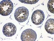 IHC testing of FFPE rat testis tissue with AGRP antibody at 1ug/ml. Required HIER: steam section in pH6 citrate buffer for 20 min and allow to cool prior to testing.