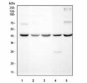 Western blot testing of 1) human ThP-1, 2) human HeLa, 3) rat lung, 4) mouse lung and 5) mouse NIH 3T3 cell lysate with CFD antibody. Predicted molecular weight ~27 kDa.