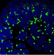 Immunofluorescent staining of FFPE mouse ileum with Mucin-2 antibody. HIER: boil tissue sections in pH6, 10mM citrate buffer, for 20 min and allow to cool before testing.
