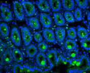 Immunofluorescent staining of FFPE mouse intestine with Mucin-2 antibody. HIER: boil tissue sections in pH6, 10mM citrate buffer, for 20 min and allow to cool before testing.