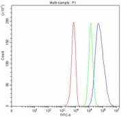 Flow cytometry testing of fixed and permeabilized human HepG2 cells with GALT antibody at 1ug/million cells (blocked with goat sera); Red=cells alone, Green=isotype control, Blue= GALT antibody.