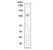 Western blot testing of mouse lung tissue lysate with CD31 antibody at 0.5ug/ml. Expected molecular weight: 83-130 kDa depending on level of glycosylation.