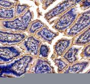IHC staining of FFPE mouse colon tissue with NMU antibody, HRP-secondary and DAB substrate. HIER: boil tissue sections in pH8 EDTA for 20 min and allow to cool before testing.