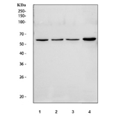 Western blot testing of 1) human Jurkat, 2) human HEL, 3) human K562 and 4) mouse spleen tissue lysate with ICAM2 antibody at 0.5ug/ml. Expected molecular weight: 31-60 kDa depending on glycosylation level.
