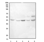 Western blot testing of 1) human HepG2, 2) rat kidney, 3) rat NRK, 4) mouse kidney and 5) mouse NIH 3T3 cell lysate with TSPAN12 antibody. Predicted molecular weight ~35 kDa but may be observed at a higher molecular weights due to glycosylation.