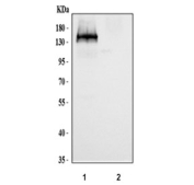 Western blot testing of human 1) 293T and 2) HepG2 cell lysate with AMOTL2 antibody at 0.5ug/ml. Predicted molecular weight: 86-92 kDa (multiple isoforms).