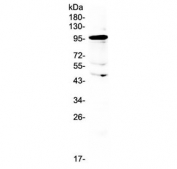 Western blot testing of human placental lysate with AMOTL2 antibody at 0.5ug/ml. Predicted molecular weight: 86-92 kDa (multiple isoforms).