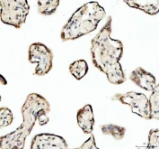 IHC staining of FFPE human placental tissue with SP6 antibody. HIER: boil tissue sections in pH8 EDTA for 20 min and allow to cool before testing.