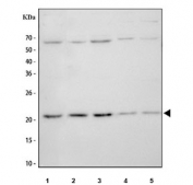 Western blot testing of 1) human HeLa, 2) human Caco-2, 3) human A549, 4) rat PC-12 and 5) mouse RAW264.7 cell lysate with APOBEC3A antibody. Predicted molecular weight ~23 kDa.