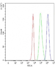 Flow cytometry testing of fixed and permeabilized human K562 cells with CD2AP antibody at 1ug/10^6 cells (blocked with goat sera); Red=cells alone, Green=isotype control, Blue=CD2AP antibody.