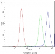 Flow cytometry testing of human PC-3 cells with SYT1 antibody at 1ug/10^6 cells (blocked with goat sera); Red=cells alone, Green=isotype control, Blue=SYT1 antibody.