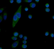 Immunofluorescent staining of FFPE human SiHa cells with Serum Amyloid P antibody (green) and DAPI nuclear stain (blue). HIER: steam section in pH6 citrate buffer for 20 min.