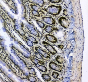IHC testing of FFPE rat small intestine tissue with SF1 antibody at 1ug/ml. Required HIER: steam section in pH6 citrate buffer for 20 min and allow to cool prior to staining.