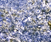 IHC testing of FFPE mouse spleen tissue with GLO1 antibody at 1ug/ml. Required HIER: steam section in pH6 citrate buffer for 20 min and allow to cool prior to staining.