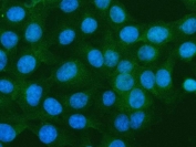Immunofluorescent staining of FFPE human U-2 OS cells with S100A10 antibody (green) and DAPI nuclear stain (blue). HIER: steam section in pH6 citrate buffer for 20 min.