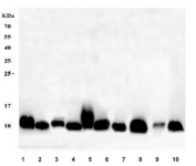 Western blot testing of 1) human A431, 2) human PC-3, 3) human pancreas, 4) human Caco-2, 5) human plasma 6) monkey lung, 7) rat lung, 8) rat PC-12, 9) mouse lung and 10) mouse Hepa 1-6 cell lysate with S100A10 antibody at 0.5ug/ml. Predicted molecular weight ~11 kDa.