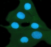 Immuofluorescent staining of FFPE human U-2 OS cells with 14-3-3 zeta antibody (green) at 2ug/ml and DAPI nuclear stain (blue). Required HIER: steam section in pH6 citrate buffer for 20 min and allow to cool prior to staining.
