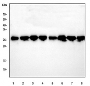 Western blot testing of human 1) HepG2, 2) ThP-1, 3) Raji, 4) A549, 5) A431, 6) PC-3, 7) MCF7 and 8) SiHa cell lysate with 14-3-3 zeta antibody. Predicted molecular weight ~28 kDa.