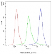 Flow cytometry testing of human HeLa cells with CB1 antibody at 1ug/10^6 cells (blocked with goat sera); Red=cells alone, Green=isotype control, Blue=CB1 antibody.