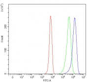Flow cytometry testing of fixed and permeabilized human K562 cells with STAT2 antibody at 1ug/million cells (blocked with goat sera); Red=cells alone, Green=isotype control, Blue= STAT2 antibody.