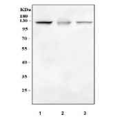 Western blot testing of human 1) K562, 2) HT1080 and 3) HeLa cell lysate with STAT2 antibody at 0.5ug/ml. Expected molecular weight: 98-113 kDa depending on phosphorylation level.
