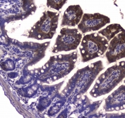 IHC testing of FFPE mouse small intestine tissue with GDA antibody at 1ug/ml. Required HIER: steam section in pH6 citrate buffer for 20 min and allow to cool prior to staining.