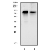 Western blot testing of human 1) HEL and 2) SH-SY5Y cell lysate with RUNX1T1 antibody at 0.5ug/ml. Predicted molecular weight ~67 kDa.