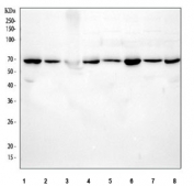Western blot testing of 1) human SiHa, 2) human HeLa, 3) human RT4, 4) human A549, 5) rat brain, 6) rat PC-12, 7) mouse brain and 8) mouse NIH 3T3 cell lysate with AMPK alpha 1 antibody. Predicted molecular weight ~63 kDa.