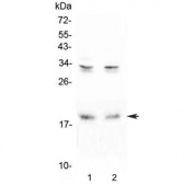 Western blot testing of 1) rat brain and 2) mouse brain lysate with Pleiotrophin antibody at 0.5ug/ml. Predicted molecular weight ~19 kDa.