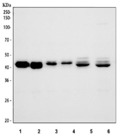 Western blot testing of 1) human HEL, 2) human K562, 3) human MCF7, 4) human Caco-2, 5) rat spleen and 6) mouse spleen tissue lysate with HMBS antibody at 0.5ug/ml. Predicted molecular weight: ~39 kDa.