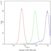 Flow cytometry testing of human U-251 MG cells with CHRNA3 antibody at 1ug/10^6 cells (blocked with goat sera); Red=cells alone, Green=isotype control, Blue=CHRNA3 antibody.