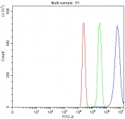 Flow cytometry testing of fixed and permeabilized human HL60 cells with Annexin VI antibody at 1ug/10^6 cells (blocked with goat sera); Red=cells alone, Green=isotype control, Blue= Annexin VI antibody.