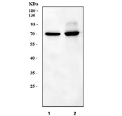 Western blot testing of 1) rat spleen and 2) mouse spleen tissue lysate with CD5 antibody at 0.5ug/ml. Expected molecular weight: 55-67 kDa depending on glycosylation level.