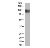 Western blot testing of human SH-SY5Y cell lysate with IFNAR1 antibody at 0.5ug/ml. Expected molecular weight: 64-135 kDa depending on glycosylation level.